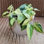 philodendron Brazil, Ophalen of Verzenden