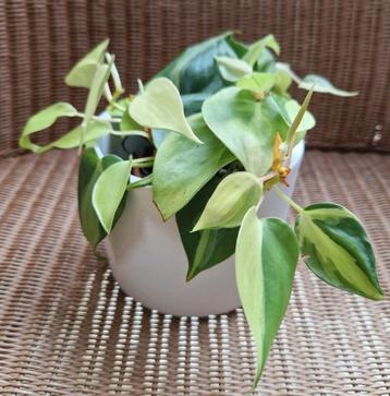 philodendron Brazil  beschikbaar voor biedingen
