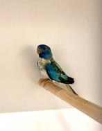 Splendids Blauw witborst opaline 2025, Dieren en Toebehoren, Vogels | Parkieten en Papegaaien, Meerdere dieren, Parkiet, Geringd