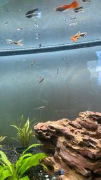 Baby/jonge guppy’s te koop, Poisson, Poisson d'eau douce, Banc de poissons