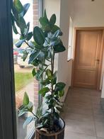 Rubberboom 1m90, Ophalen, Ficus, Halfschaduw, 150 tot 200 cm