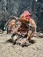 Cochin krulveer porselein haan, Mâle, Poule ou poulet