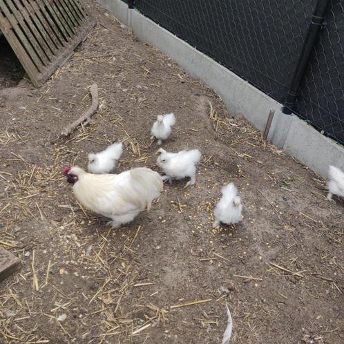 zijdehoender kippen en hanen, Dieren en Toebehoren, Pluimvee, Kip, Meerdere dieren