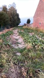 Voederbieten te koop, Enlèvement, Bétail