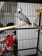 Perroquet gris eam 4 mois, Animaux & Accessoires, Oiseaux | Perruches & Perroquets, Perroquet