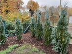 coniferen - cipressen aan 4 euro/stuk, Jardin & Terrasse, Plantes | Arbustes & Haies, Enlèvement, Conifère, Haie, 100 à 250 cm