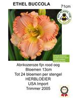 HÉMÉROCALLE HÉMÉROCALLE, Jardin & Terrasse, Plantes | Jardin, Plein soleil, Été, Plante fixe, Enlèvement ou Envoi