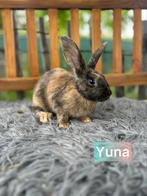 TER ADOPTIE. Gevaccineerde voedster, Dieren en Toebehoren, Klein