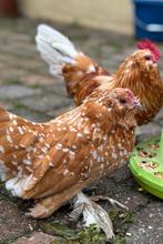Gezocht : Ukkelse baardkriel hen (okerwit-porselein), Femelle, Poule ou poulet