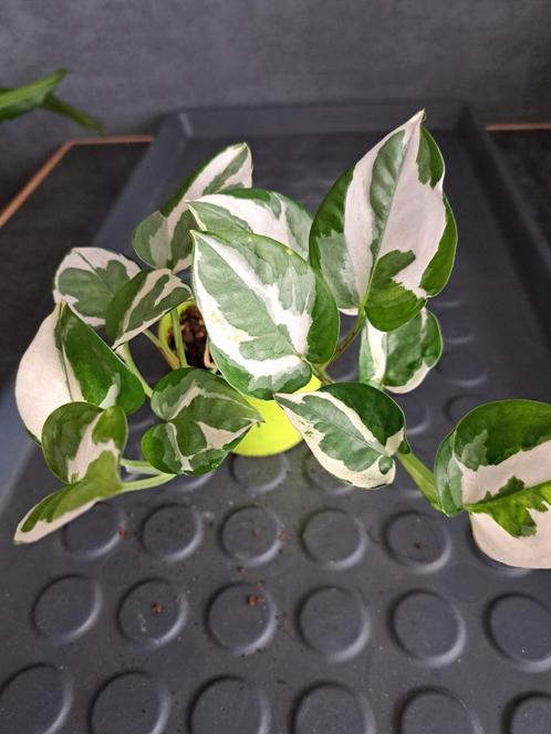 Epipremnum N'Joy  nr 9, Huis en Inrichting, Kamerplanten, Ophalen