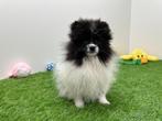 Chiots Spitz Nain, Loulou, Parvovirose, Plusieurs, Belgique