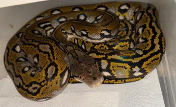 Python réticulé Aztec beschikbaar voor biedingen