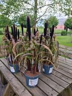 Pennisetum purple baron - lampenpoetsgras, Jardin & Terrasse, Plantes | Jardin, Enlèvement