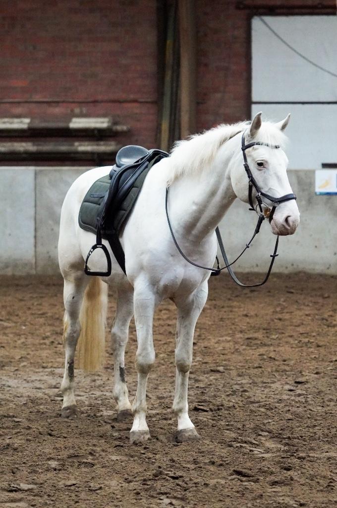 ANKY dekje veelzijdigheid, Dieren en Toebehoren, Paarden en Pony's | Dekens en Dekjes, Gebruikt, Dekje, Ophalen of Verzenden