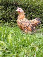 Sabelhen/ sabelpootkriel hen/ sabeltje te koop, Vrouwelijk, Kip