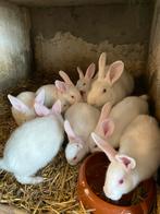 Witte van Dendermonde. 9 jeunes lapins, Animaux & Accessoires, Lapins, Plusieurs animaux, Grand