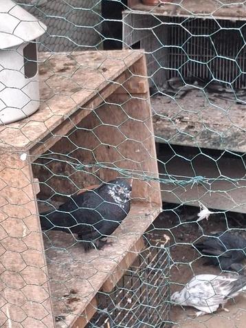 Tuimelaars  beschikbaar voor biedingen