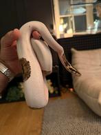 Python regius, Dieren en Toebehoren, Reptielen en Amfibieën, Slang, Met terrarium, 0 tot 2 jaar