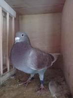 Jeunes coqs et poules enthousiastes avec pedigree, Animaux & Accessoires, Oiseaux | Pigeons, Pigeon voyageur