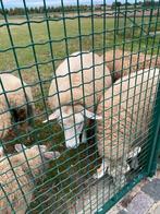 2 jonge ooien, Dieren en Toebehoren, Schapen, Geiten en Varkens
