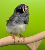 Mandarijn, Dieren en Toebehoren, Vogels | Overige Vogels, Geslacht onbekend