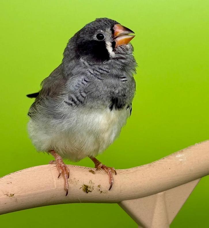 Mandarijn, Dieren en Toebehoren, Vogels | Overige Vogels, Geslacht onbekend