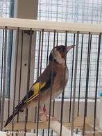 Chardonneret parva 2024, Dieren en Toebehoren