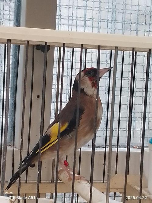 Chardonneret parva 2024, Dieren en Toebehoren, Vogels | Overige Vogels