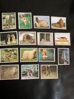 Stickers: reeks Panini PETS, Verzamelen, Stickers, Nieuw, Ophalen of Verzenden, Dier en Natuur