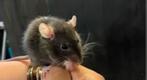 Rat huisdier of voederrat, Livres, Animaux & Animaux domestiques, Enlèvement, Neuf, Lapins ou Rongeurs