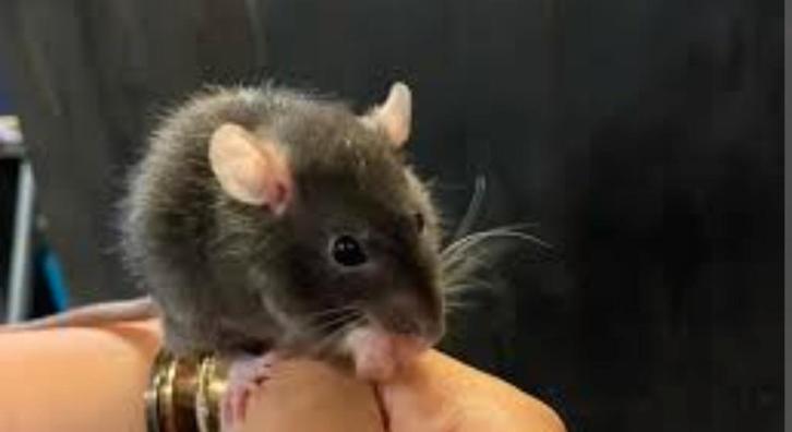 Rat huisdier of voederrat, Livres, Animaux & Animaux domestiques, Neuf, Lapins ou Rongeurs, Enlèvement