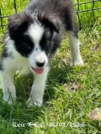 Border collie pups, Animaux & Accessoires, Parvovirose, Un chien, Belgique, 8 à 15 semaines