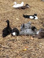 Loopeenden, Dieren en Toebehoren, Pluimvee, Meerdere dieren, Eend