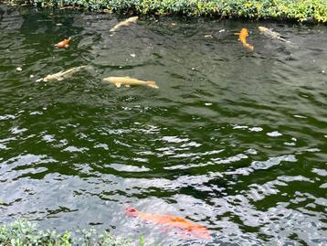 Diverse koi vissen te koop, kleine 10-15cm en grote 40-50cm beschikbaar voor biedingen