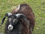 Dwergschaap soay bok 2 jaar, Mannelijk, Schaap, 0 tot 2 jaar