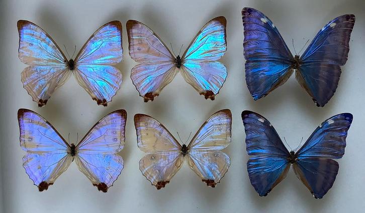 Morpho vlinders, 22 € / specimen, Collections, Collections Animaux, Comme neuf, Enlèvement ou Envoi