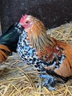 Hollandse sabelpoot kriel, Dieren en Toebehoren, Pluimvee