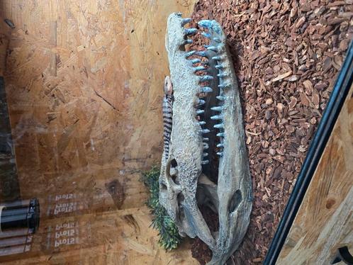 Tiliqua gigas evanescens nakweek 2025, Dieren en Toebehoren, Reptielen en Amfibieën, Amfibie