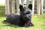 Prachtige Schotse terriër pup (scottish terriër), Dieren en Toebehoren, België, Overige rassen, CDV (hondenziekte), 8 tot 15 weken