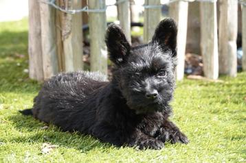 Prachtige Schotse terriër pup (scottish terriër) beschikbaar voor biedingen