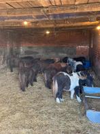 11 Shetlander hengsten, Dieren en Toebehoren, Pony's