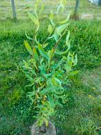 Krulwilg, Salix babylonica tortuosa, Ophalen