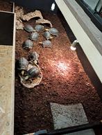 Terrarium, Animaux & Accessoires, Reptiles & Amphibiens | Accessoires, Enlèvement