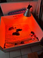 Werpkist + warmte lamp formaat mopshond puppy’s, Ophalen, Zo goed als nieuw