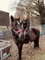 Paard gezocht!, Dieren en Toebehoren, Paarden