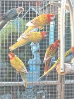 Rosella's '25, Mannelijk, Parkiet, Geringd