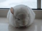 chinchilla blond vd RPA bokje, Animaux & Accessoires, Octobre, Mâle, Chinchilla