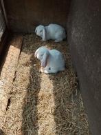Grote Hangoor konijnen te koop, Dieren en Toebehoren, Knaagdieren