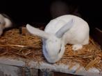 lapins d'ornement à adopter, Animaux & Accessoires, Lapins
