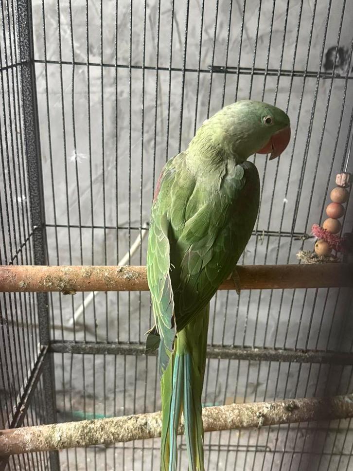Alexander parkiet, Dieren en Toebehoren, Vogels | Parkieten en Papegaaien, Parkiet, Geringd